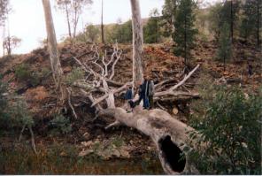 people on tree