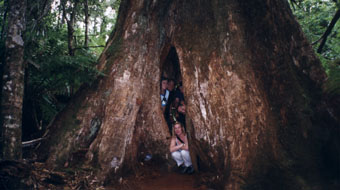 group in tree