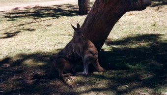 kangaroos